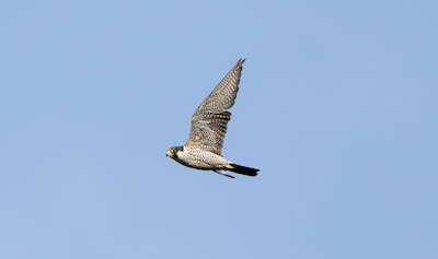 Lezing over slechtvalk in Tilburg: alles over snelste vogel ter wereld