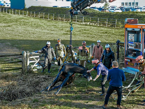Een paard is door de brandweer uit een sloot aan de Waspiksedijk bij Sprang-Capelle gehesen.