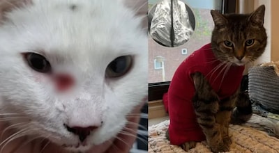 Waarschijnlijk derde kat in Eindhovense buurt beschoten met kruisboog: dier moet snel onder het mes