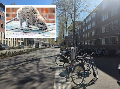 ‘Elke keer zie ik dikke ratten in de bosjes’: gemeente plaatst extra lokdozen bij Onderwijsboulevard