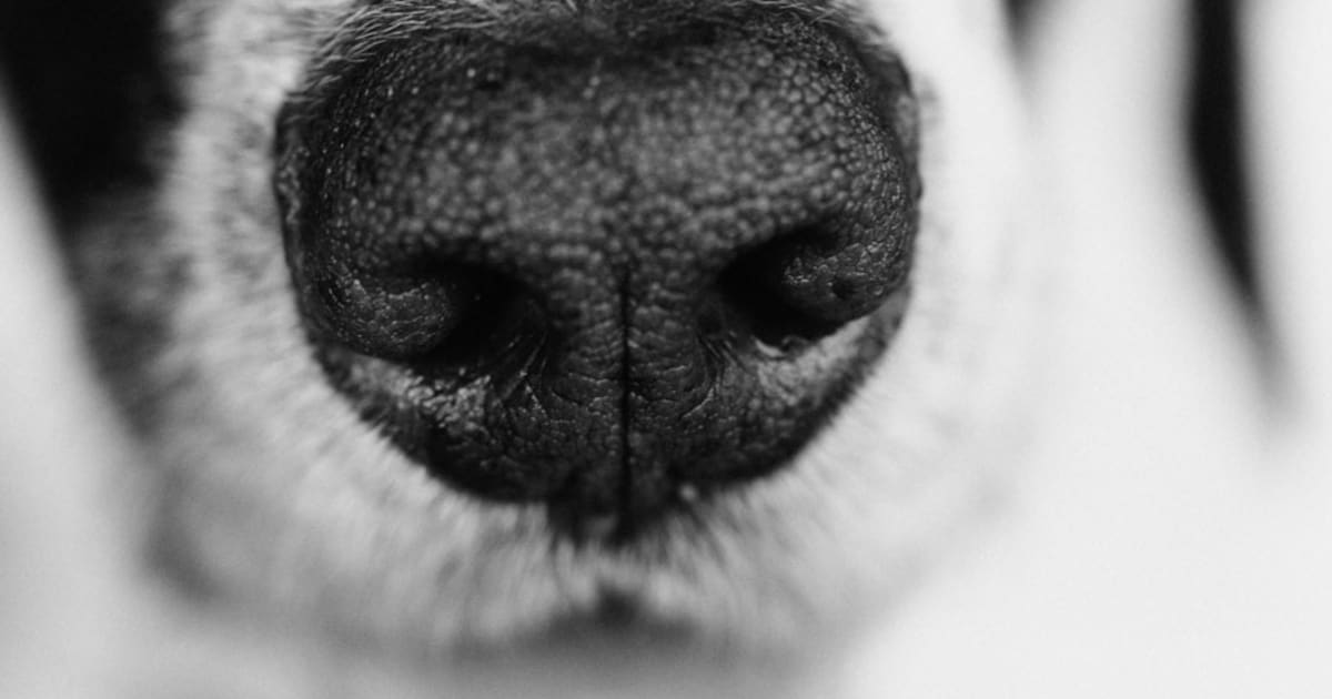 Veldhoven grijpt in bij gastouder na GGD-inspecties: kinderen konden te makkelijk bij hond komen