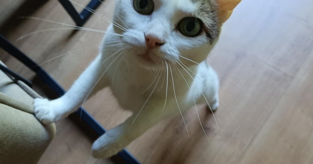Heb jij Bali, Pasha of Mali gezien? Deze vier huisdieren worden in Helmond vermist