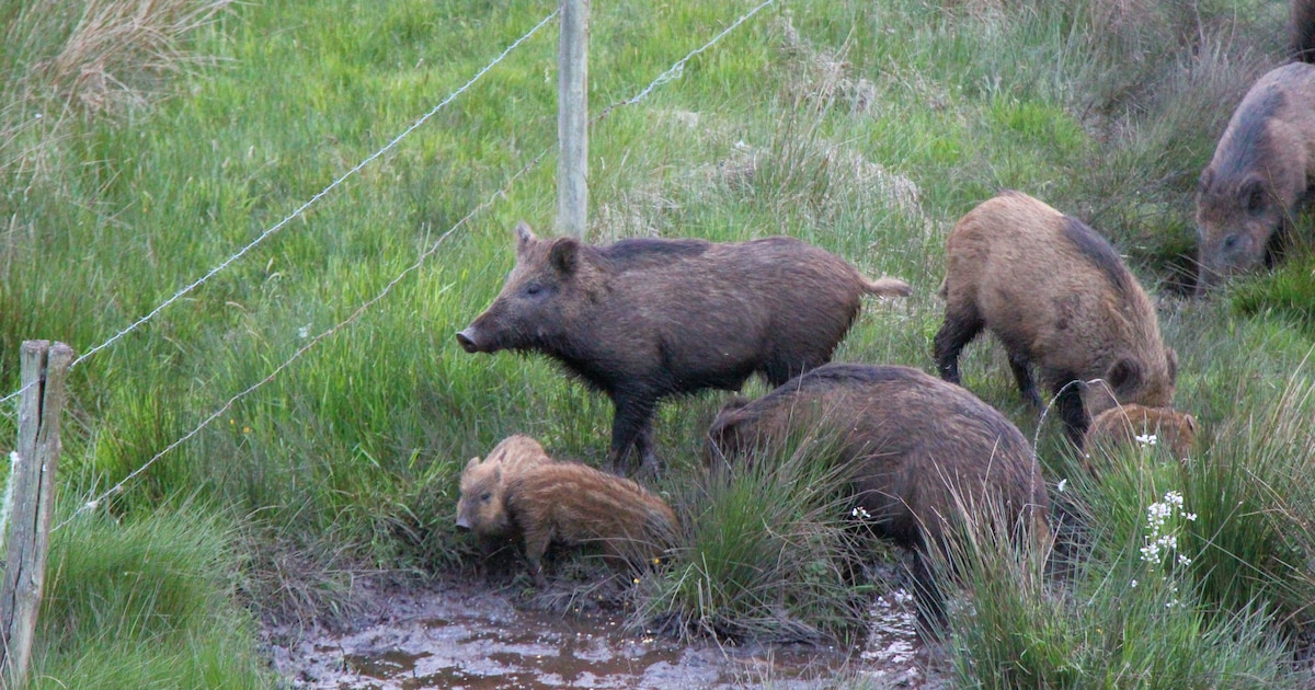 Heeze-Leende fed up with the nuisance caused by wild boars, Mayor Teun Heldens: ‘We run out of patie