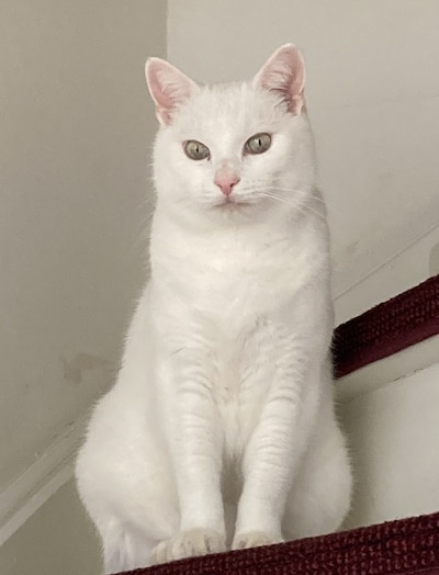 Heb jij Ollie, Maya of Soja gezien? Deze 6 huisdieren worden in Den Bosch vermist