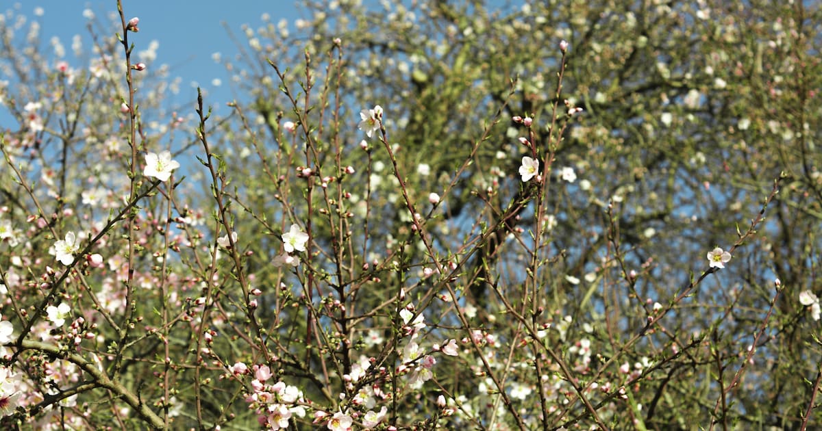 Start herinrichting zijtuin St. Willibrorduskerk in Deurne