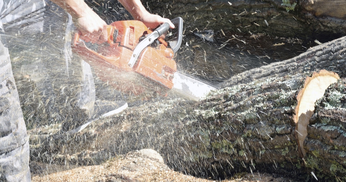 ‘Bomenkap in Vught is geen domme schaamteloze vernielzucht’