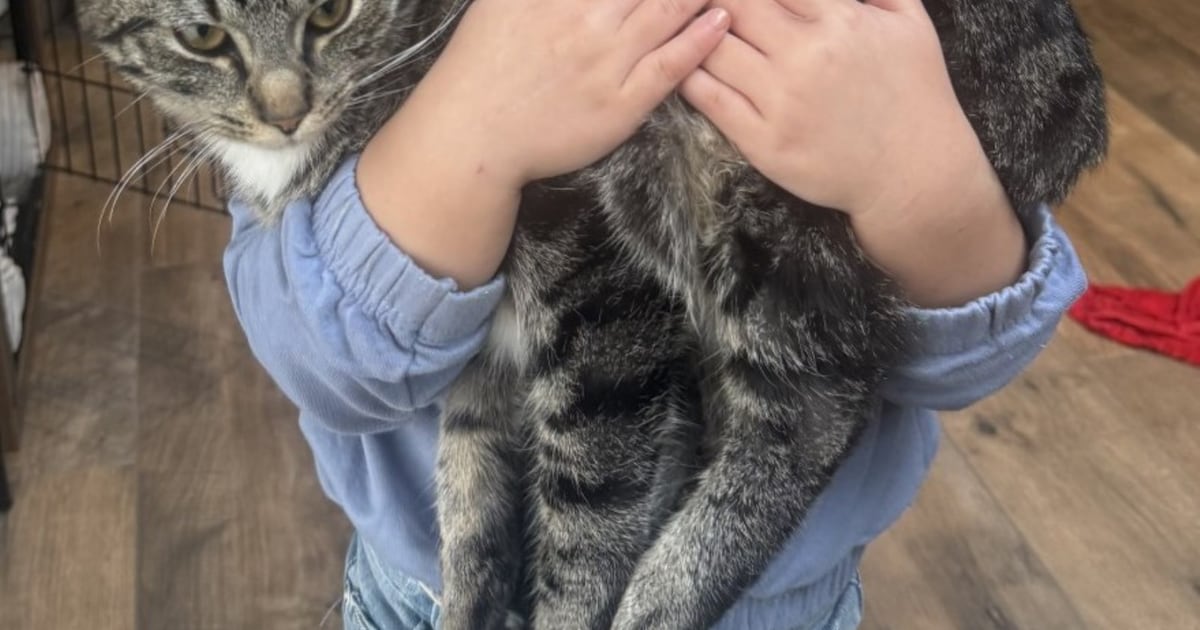 Heb jij Pluisje of Erna gezien? Deze twee huisdieren worden in Gemert-Bakel vermist