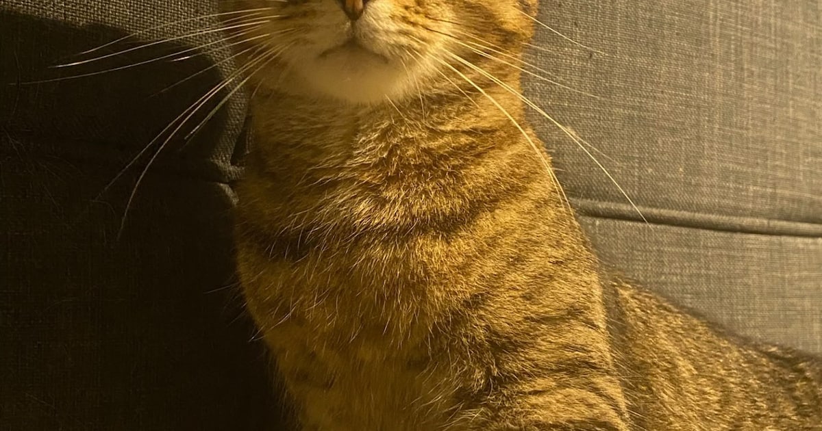 Heb jij Hero gezien? Dit huisdier wordt in Cranendonck vermist
