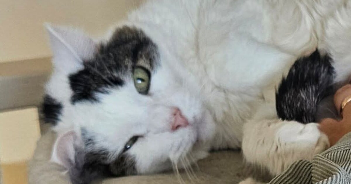 Heb jij Tets gezien? Dit huisdier wordt in Someren vermist