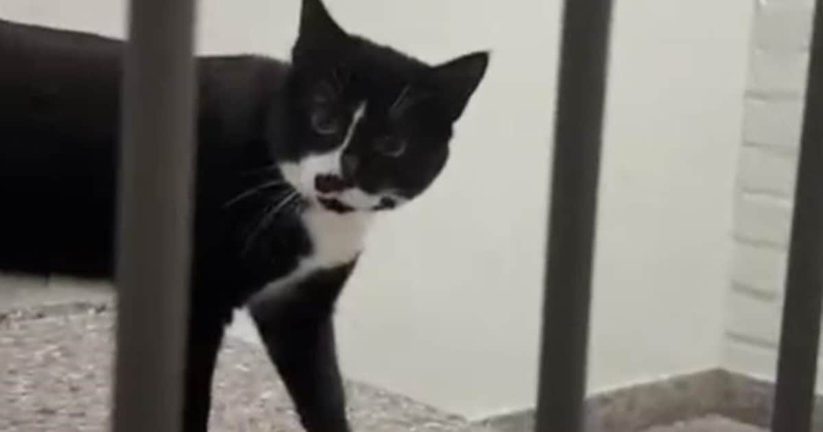 Heb jij Miso gezien? Dit huisdier wordt in Best vermist