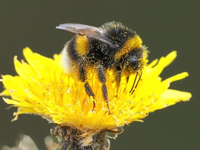 15 hectare landbouwgrond in Eindhoven terug naar de natuur, project voor biodiversiteit slaagt deels