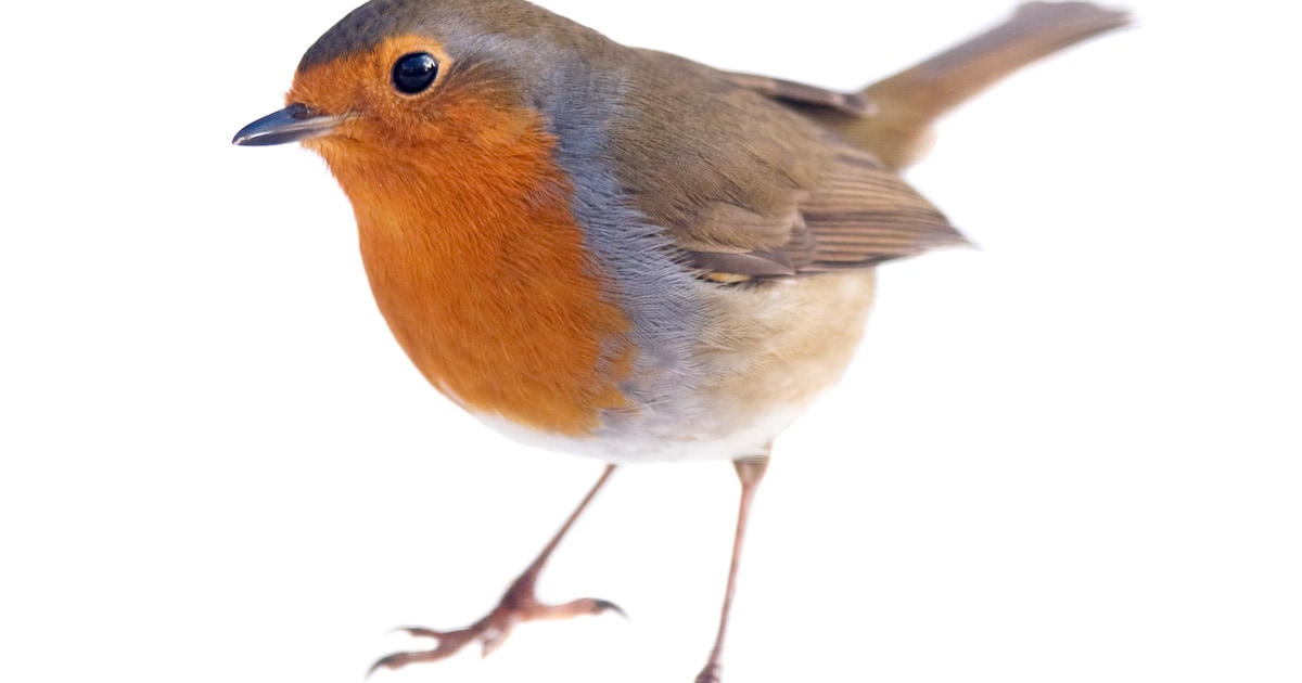 Nationale Tuinvogeltelling in Heeze met lunch en knutselactiviteit