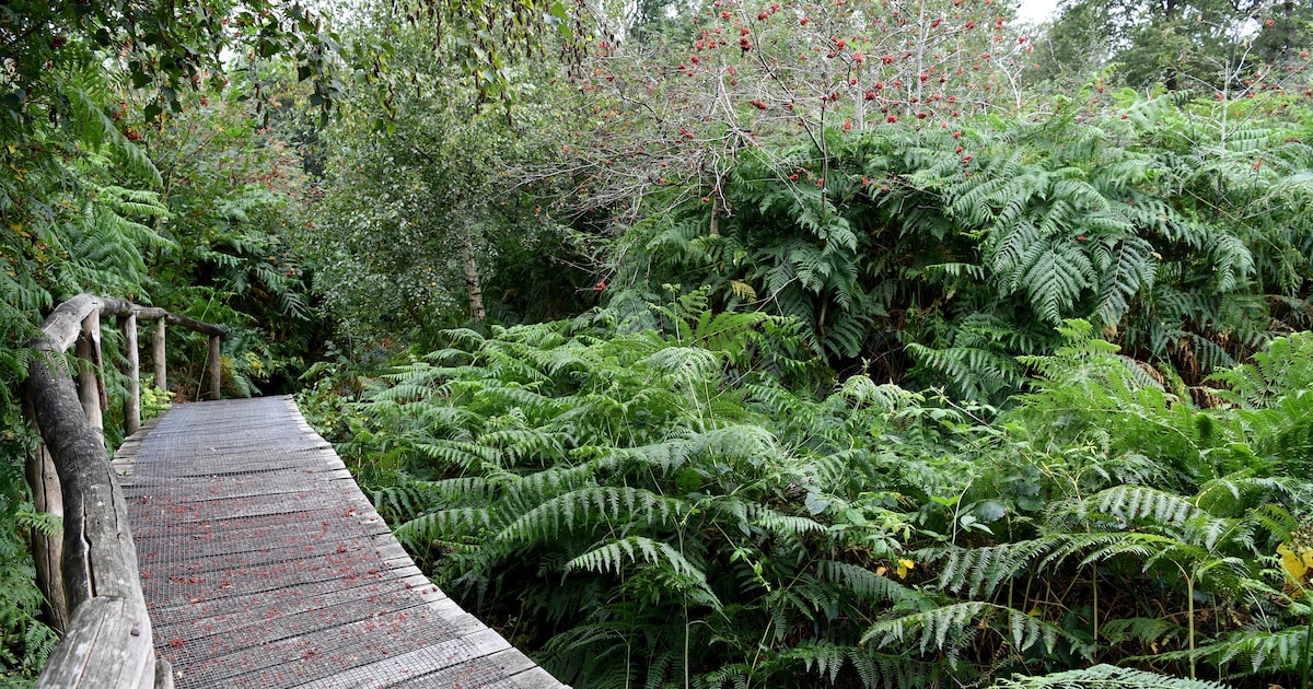 Twintig kunstwerken te zien op nieuwe wandelroute door natuurgebied Brabantse Kempen