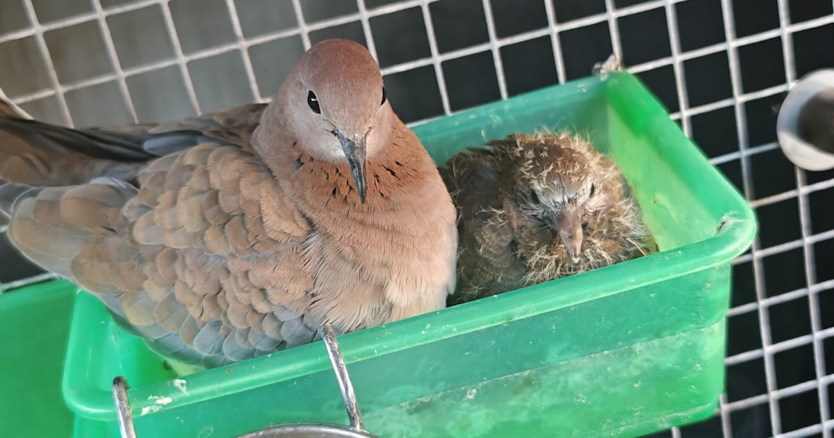 Heb jij Palmtortel gezien? Dit huisdier wordt in Cranendonck vermist