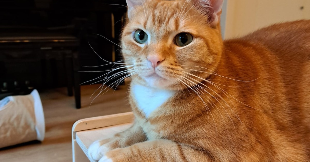 Heb jij Mac, Toto of Ollie gezien? Deze drie huisdieren worden in Veldhoven vermist