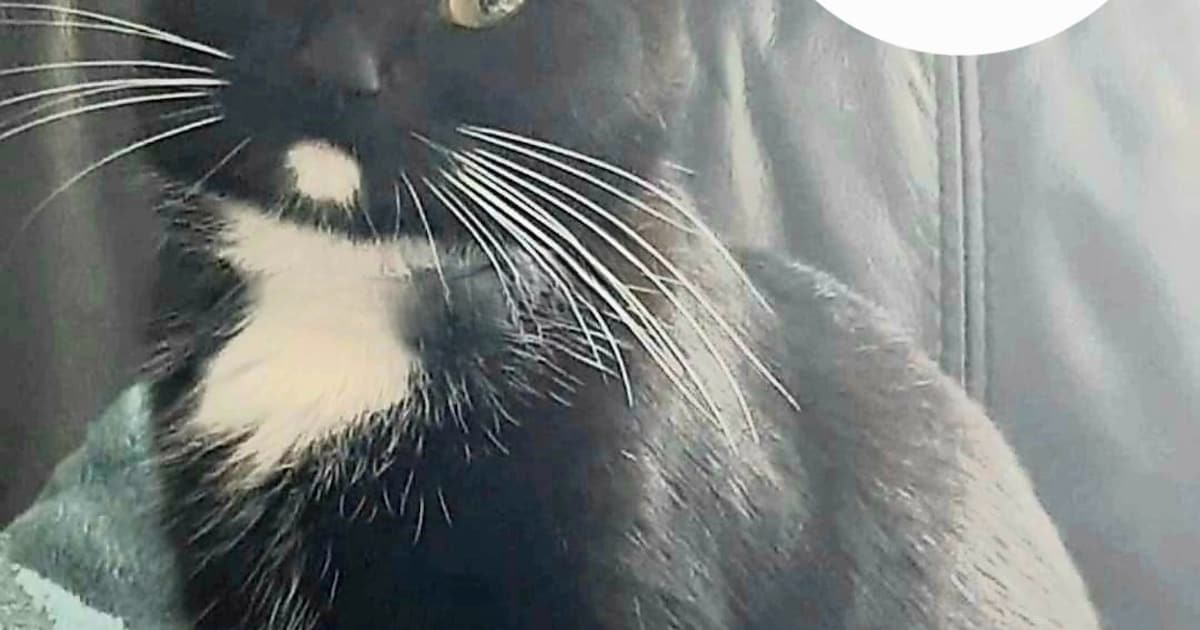 Heb jij Loena of Lisa gezien? Deze twee huisdieren worden in Bladel vermist
