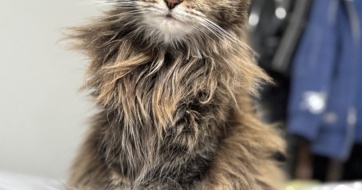 Heb jij Mimi gezien? Dit huisdier wordt in Heeze-Leende vermist