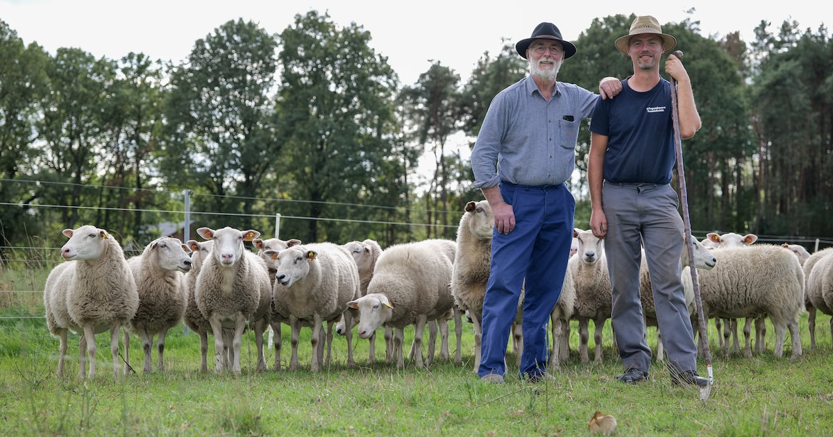 Johan (66) en zijn zoon Toon (39) trekken met 350 schapen te voet van Achel naar Brussel: “Mensen op