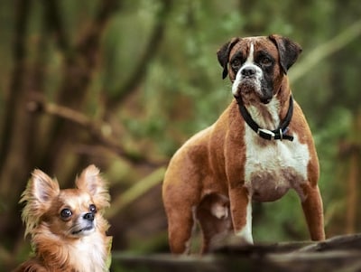 Jacky moet muilkorf om nadat ze chihuahua heeft gebeten, baasjes vinden het maar niks