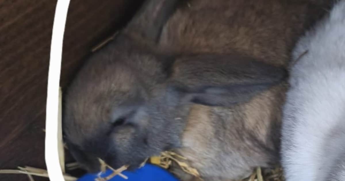 Heb jij Nijnie gezien? Dit huisdier wordt in Deurne vermist