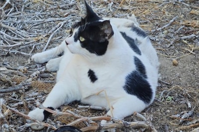 Extreem dikke kat is hoog gewaardeerde bezienswaardigheid op Kreta