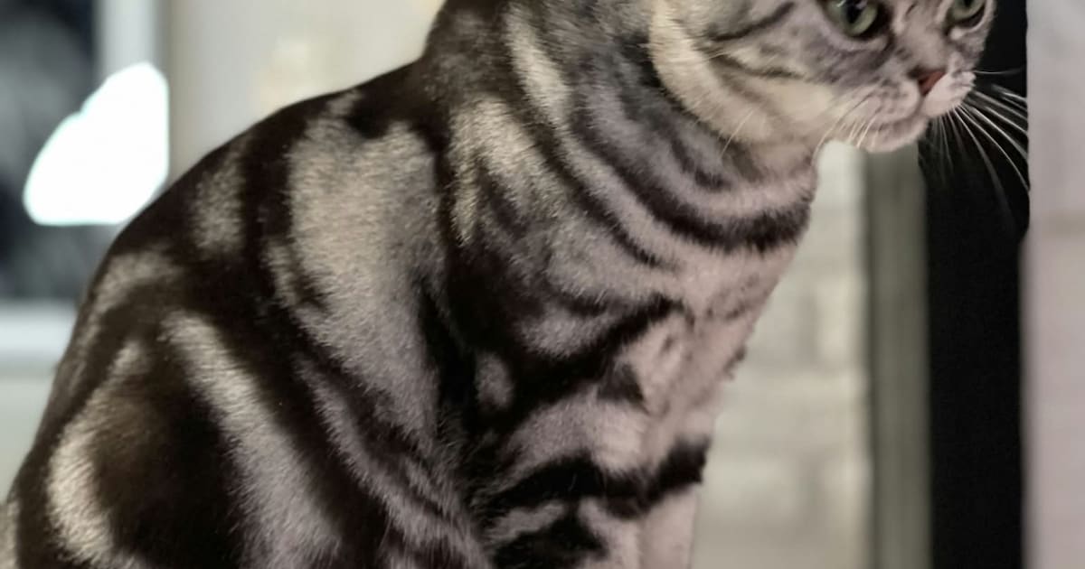 Heb jij Luna gezien? Dit huisdier wordt in Bergeijk vermist