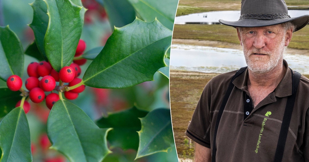 Wat hebben Lucinda Brand en Mathieu van der Poel nou te maken met de hulst?