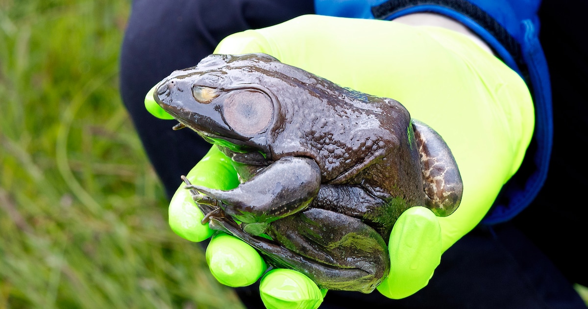 Feared bullfrog found in Valkenswaard: even herons leave it untouched