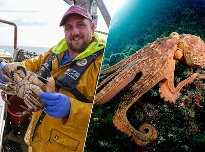 Tot schrik van vissers doen gigantische octopussen zich tegoed aan 'hun' krabben en kreeften