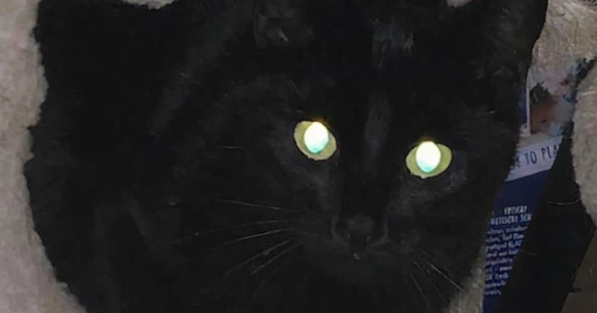 Kater Mila neergeschoten in Son en Breugel, politie doet getuigenoproep
