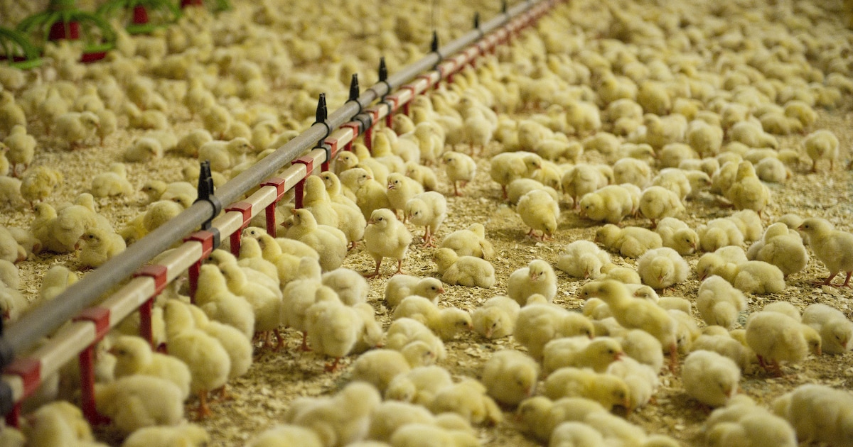 Vogelgriep vastgesteld bij vleeskuikenbedrijf in Deurne: zo’n 162.000 dieren worden geruimd