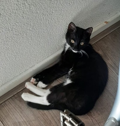 Heb jij Tiko of Marco gezien? Deze twee huisdieren worden in Den Bosch vermist