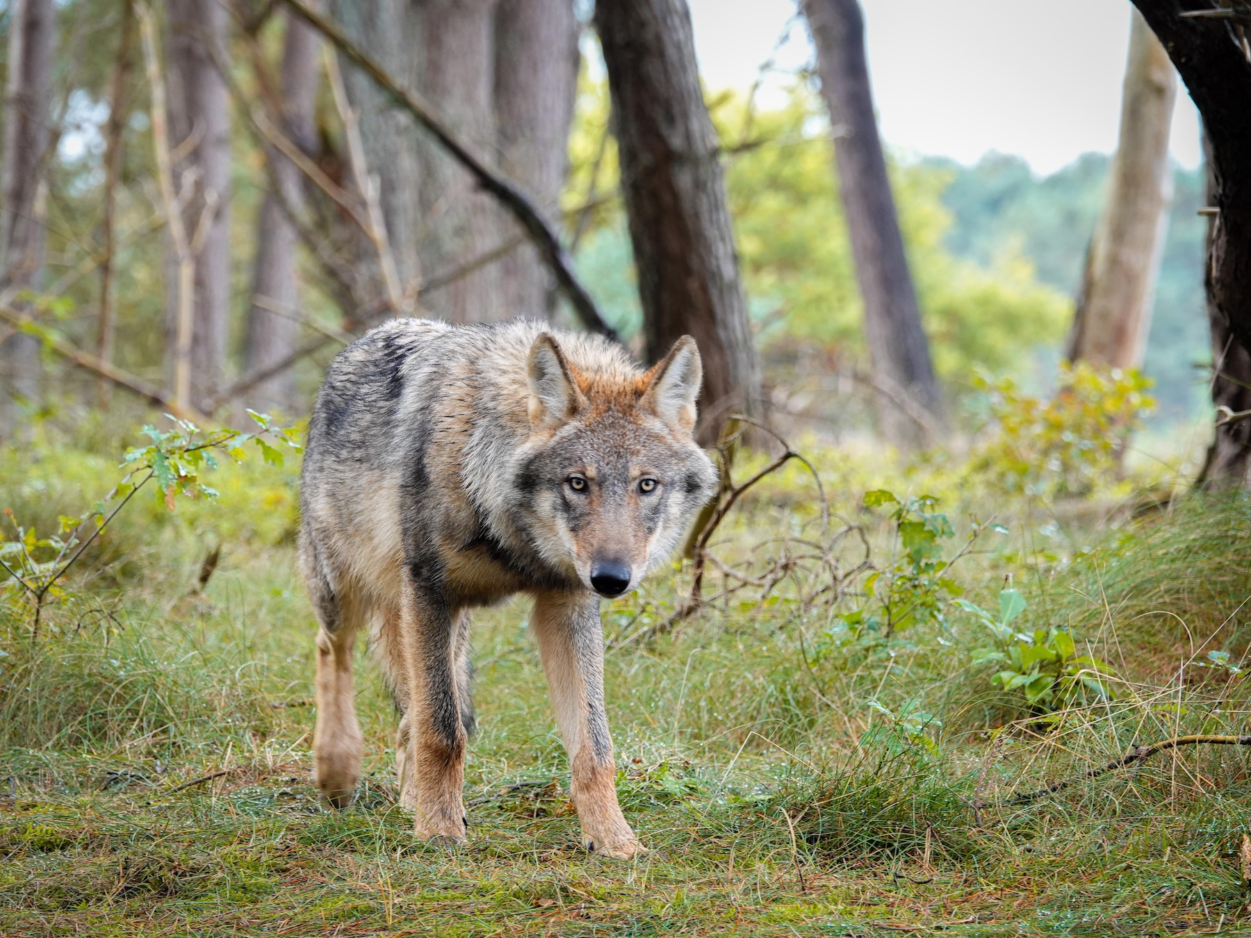 Wolf toch niet zo mensenschuw: waarom de wolf hier niet doet wat de verwachting was