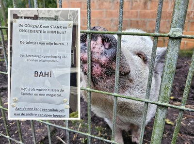 Burenruzie om varkens in Tilburgs tuintje: maar als Henk foto’s ophangt, staat politie opeens voor zíjn deur