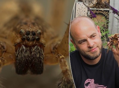 Extra veel kleine spinnetjes dit jaar? Dat heeft alles te maken met de warmte, zegt deze spinnenexpe