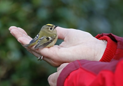 Vogeltje gevonden in Den Bosch? Dit moet je wel (en niet) doen volgens Vogelbescherming