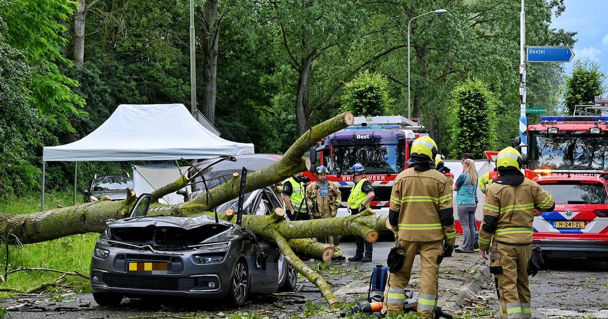 45-jarige man uit gemeente Buren komt om het leven als boom op auto valt