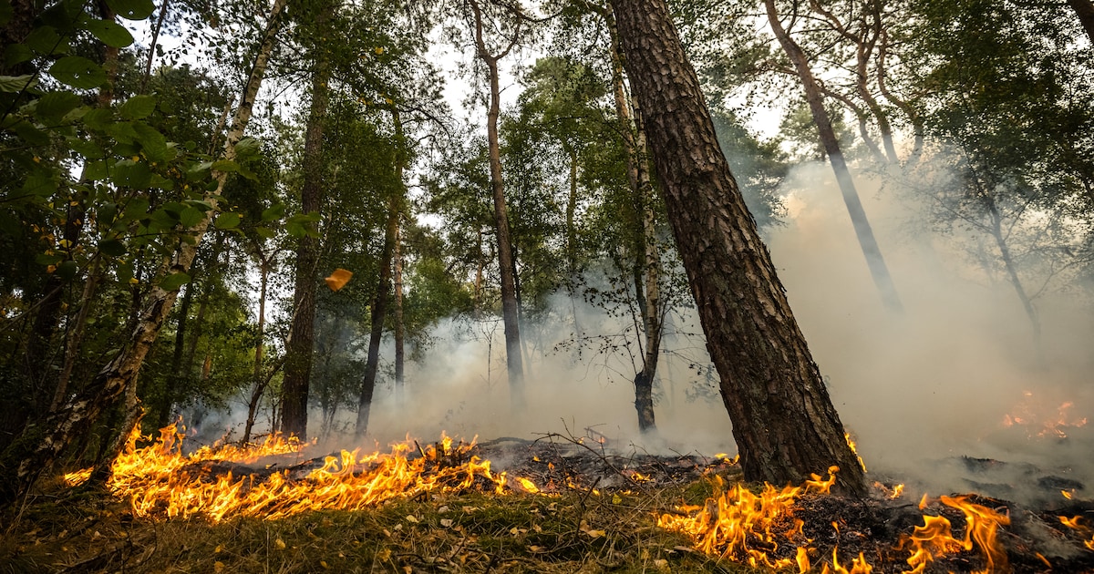 Noord-Limburgse natuurbrand flink uitgebreid, gebied van 100 hectare getroffen