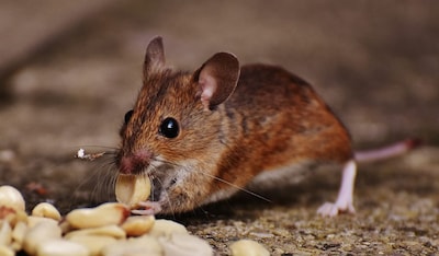 Wat gebeurt er als een muis over je eten loopt? Dit zegt de NVWA na de beelden van Dunkin’ in Eindho