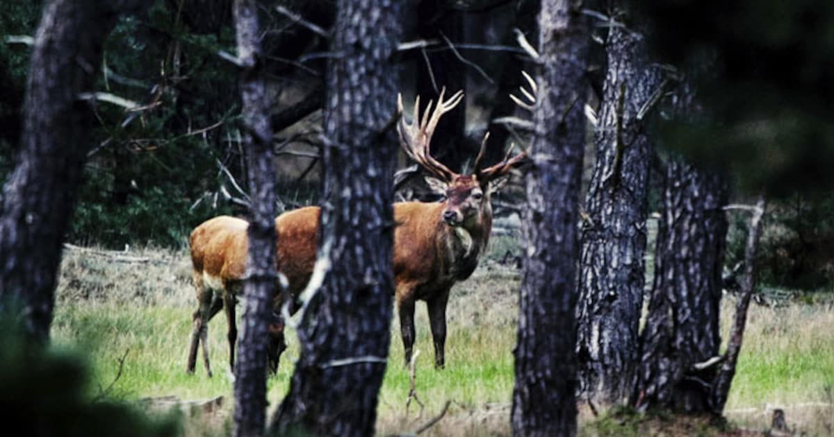 Gelderland gaat door met afschieten herten | Nieuws | ED.nl