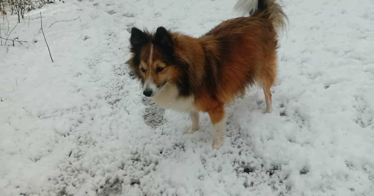 Heb jij Semmie gezien? Dit huisdier wordt in Son en Breugel vermist
