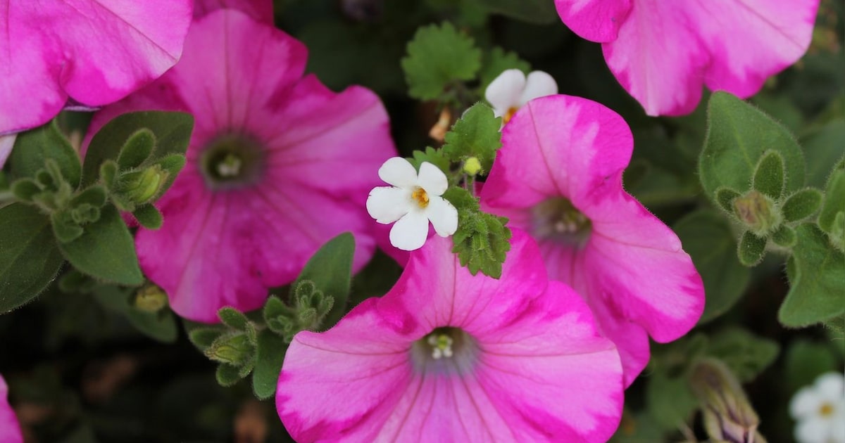 Gemeente Nuenen vernieuwt plantvakken