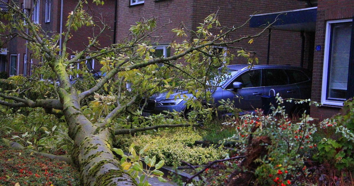 Omgevallen boom valt deels op auto aan de Mussenberg in Weert
