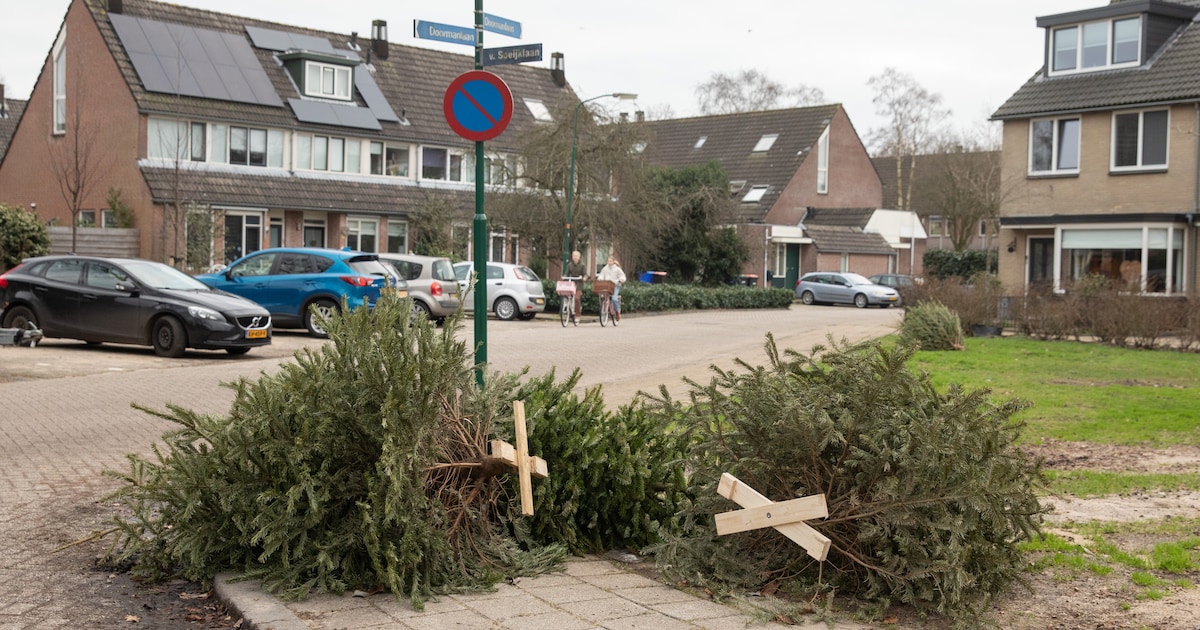 Scouting Bladel haalt kerstbomen op