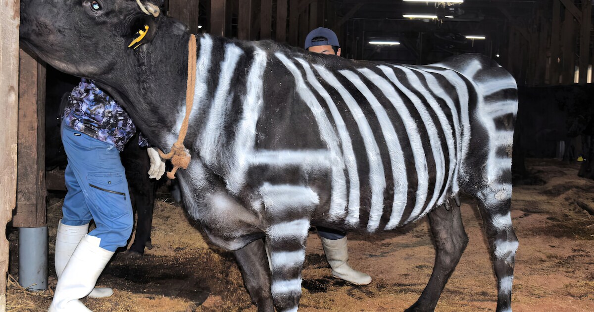 Japanse zebra-koe in opmars: ‘Trekt geen insecten aan’ | Nieuws | ED.nl