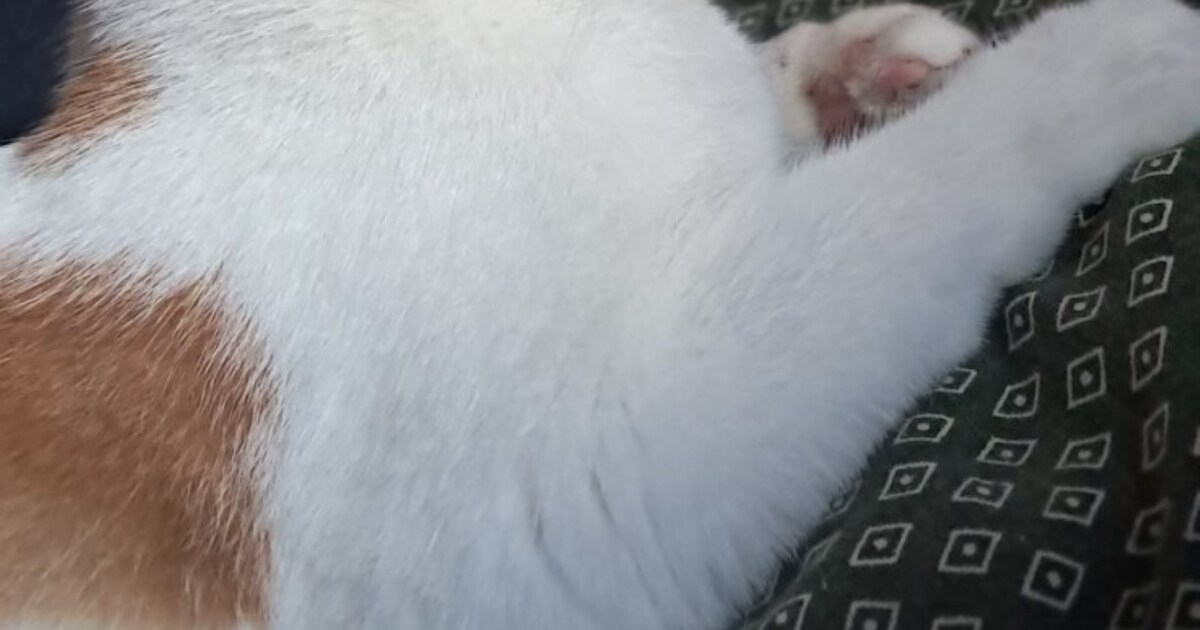Heb jij Kira of Juup gezien? Deze twee huisdieren worden in Geldrop-Mierlo vermist