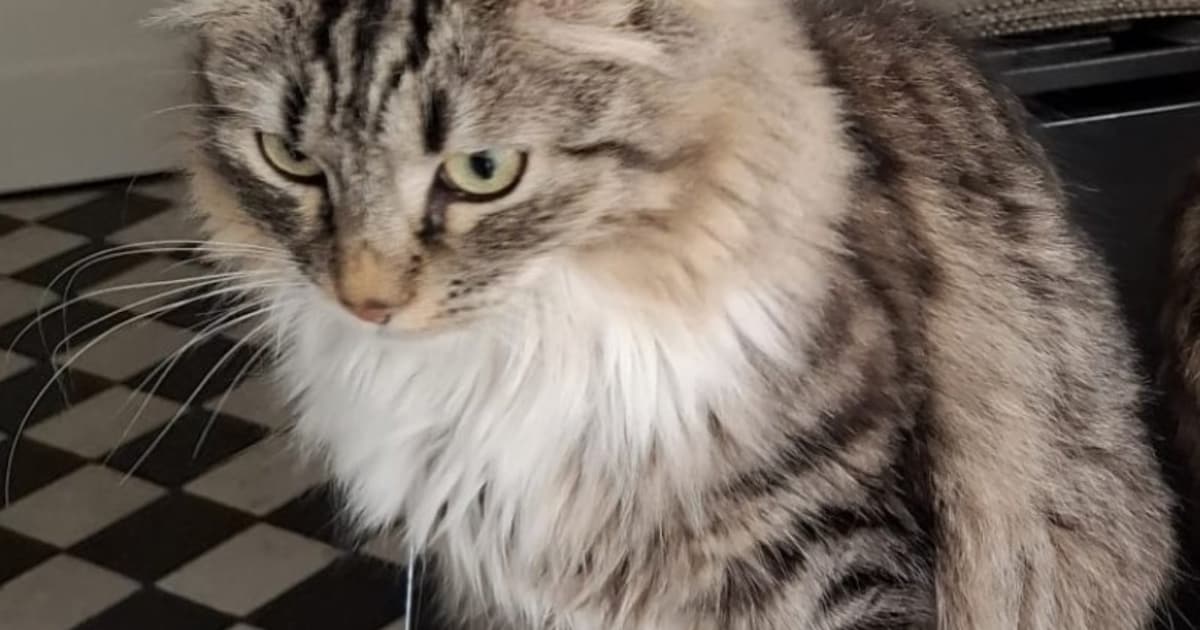 Heb jij Nacho gezien? Dit huisdier wordt in Waalre vermist