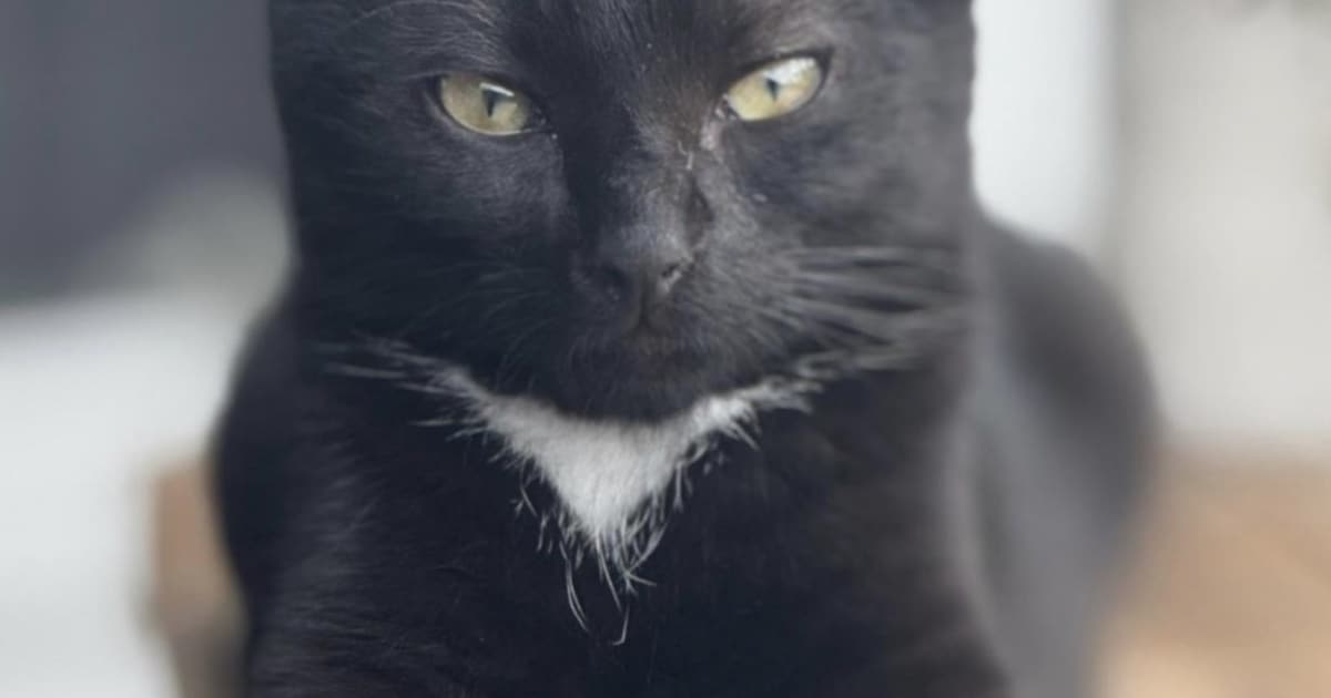 Heb jij Gizmo, Niunia of Mars gezien? Deze drie huisdieren worden in Helmond vermist