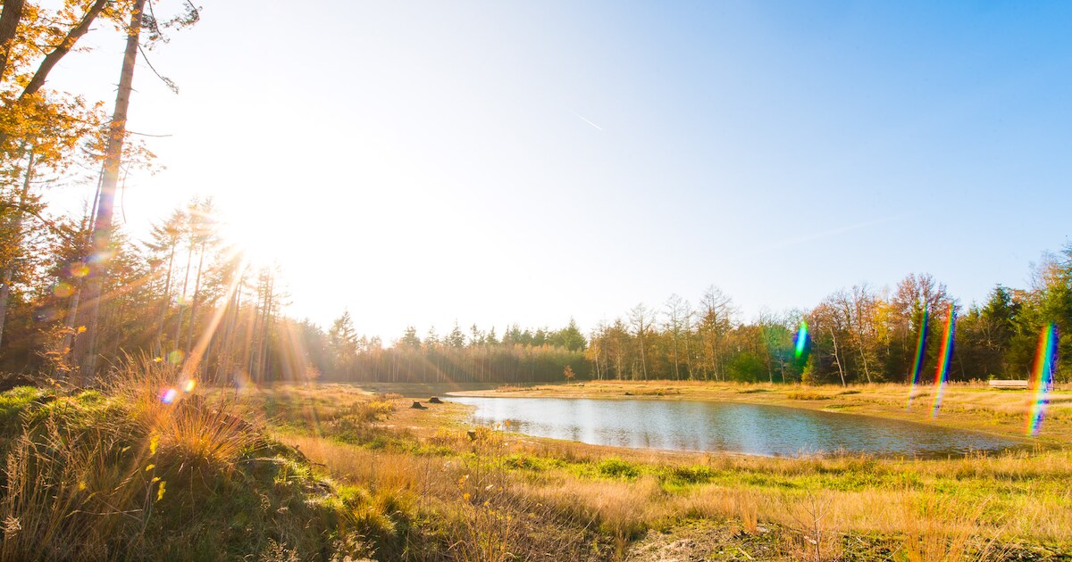 Natuurfoto's perfect geschoten: IVN Heeze-Leende geeft praktische tips - ook voor je telefoon
