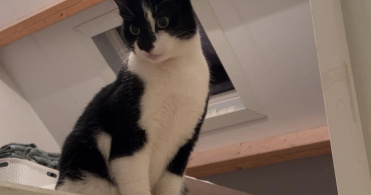 Heb jij Chili gezien? Dit huisdier wordt in Cranendonck vermist